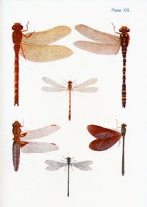 Différents types de libellules, illustration du livre Papillons, Mites et autres insectes et créatures de la campagne, publié 1927